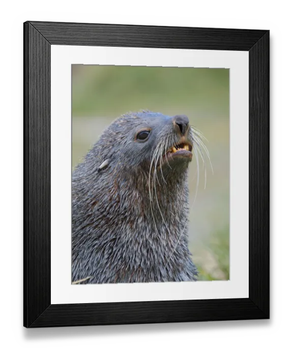 Framed Print : Antarctic fur seal bull on a beach on the island of South Georgia, Grytviken