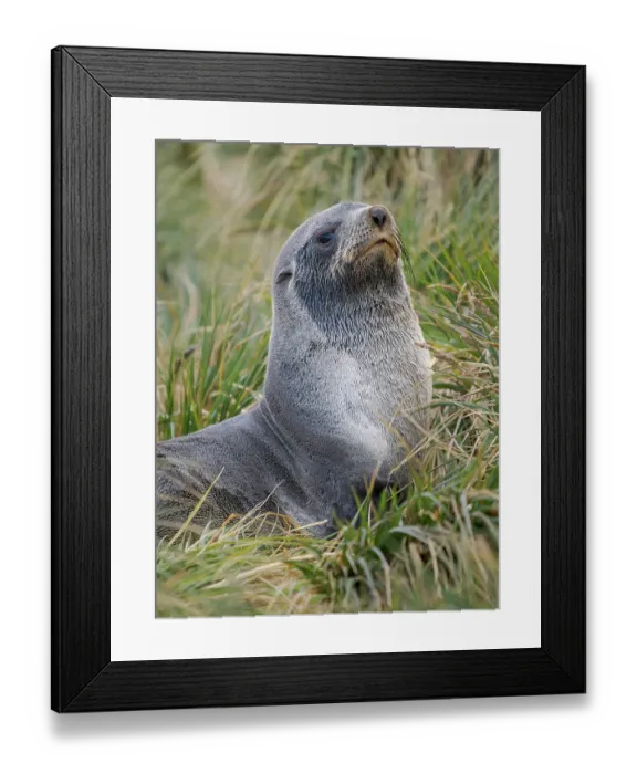 Framed Print : Two young bulls playfighting. Antarctic fur seal on a beach on the island of South Georgia, Grytviken Framed Print : Two young bulls playfighting. Antarctic fur seal on a beach on the island of South Georgia, Grytviken
