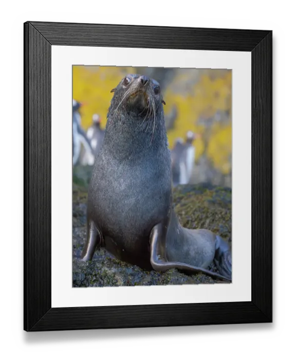 Framed Print : Antarctic fur seal bull on a beach on the island of South Georgia, Hercules Bay