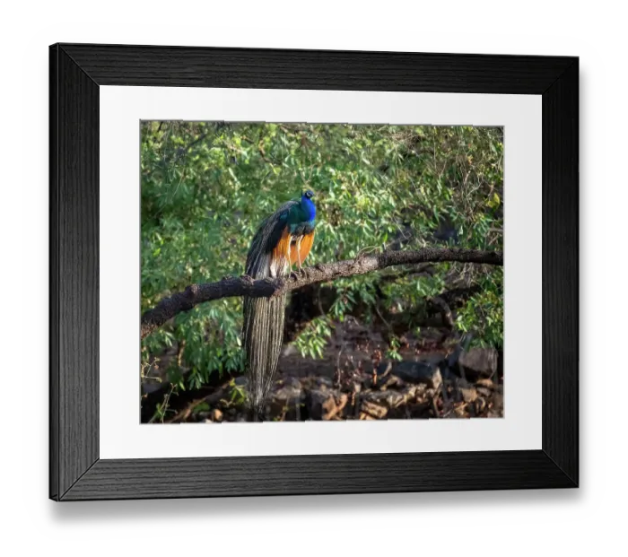 Framed Print : India, Rajasthan. Ranthambore National Park. Male peafowl or peacock in morning sunlight perched on a branch