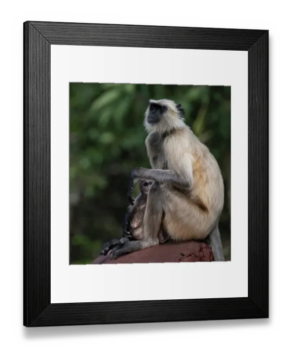 Framed Print : India, Rajasthan. Ranthambore National Park. Female Grey Langur monkey protecting her very young juvenile who is peeking out Framed Print : India, Rajasthan. Ranthambore National Park. Female Grey Langur monkey protecting her very young juvenile who is peeking out