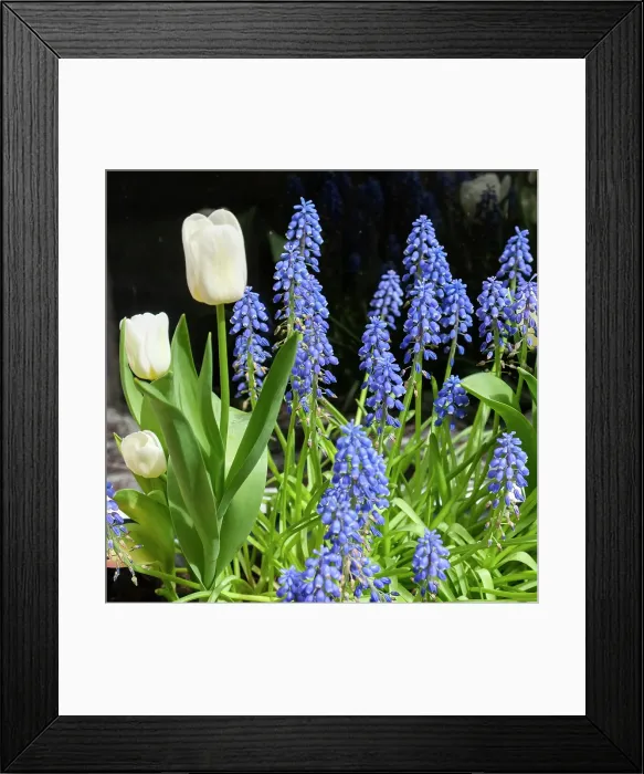 Framed Print : Bruges, Belgium. Spring flowers