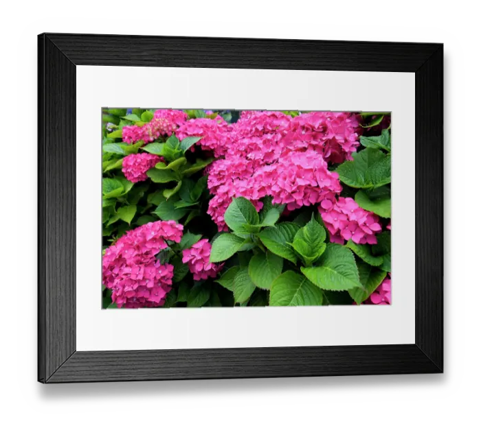 Framed Print : London, England, Great Britain. English garden flowers. Pink Hydrangeas Framed Print : London, England, Great Britain. English garden flowers. Pink Hydrangeas