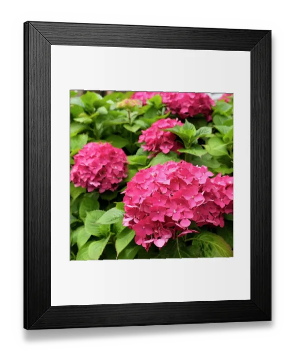 Framed Print : London, England, Great Britain. English garden flowers. Pink Hydrangeas Framed Print : London, England, Great Britain. English garden flowers. Pink Hydrangeas