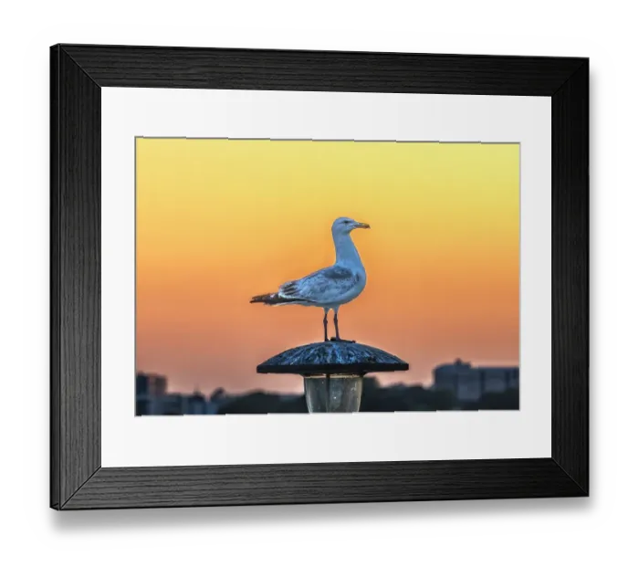 Framed Print : Seagull at sunset, Plymouth Hoe, Plymouth, Devon, England Framed Print : Seagull at sunset, Plymouth Hoe, Plymouth, Devon, England
