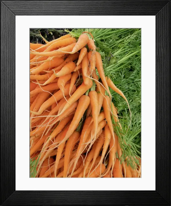Framed Print : Still-life of young carrots Framed Print : Still-life of young carrots