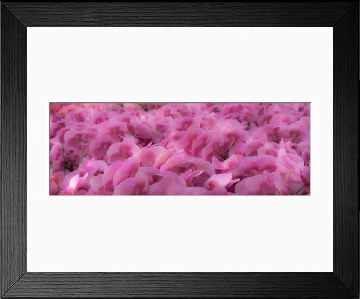 Framed Print : Flowers, orchids Framed Print : Flowers, orchids
