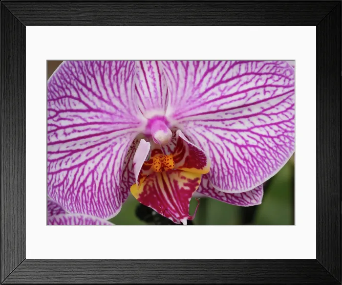 Framed Print : Flower, orchid
