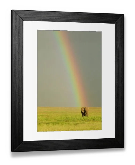 Framed Print : African elephant after rainstorm with rainbow, Serengeti National Park, Tanzania, Africa Framed Print : African elephant after rainstorm with rainbow, Serengeti National Park, Tanzania, Africa