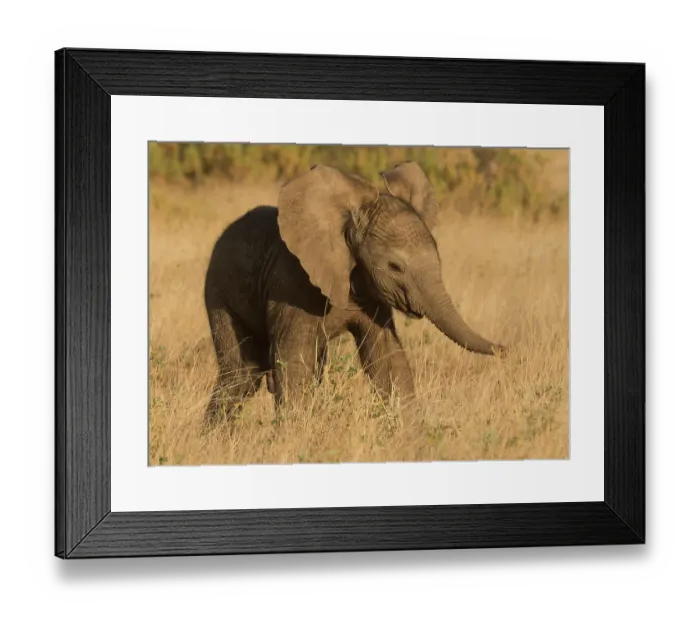 Framed Print : African elephant, Samburu Game Reserve, Kenya, Africa