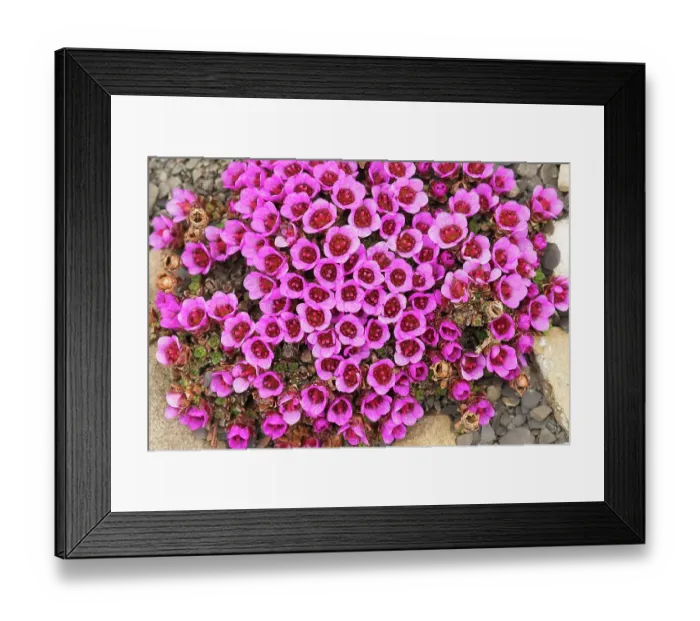 Framed Print : Purple saxifrage, aka purple Mountain Saxifrage. Arctic Ocean, Svalbard, Norway Framed Print : Purple saxifrage, aka purple Mountain Saxifrage. Arctic Ocean, Svalbard, Norway