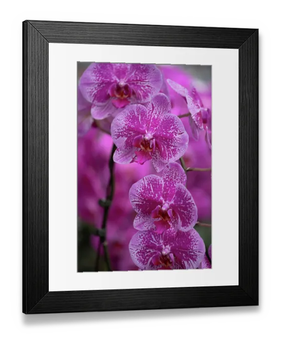 Framed Print : Flower, orchid Framed Print : Flower, orchid