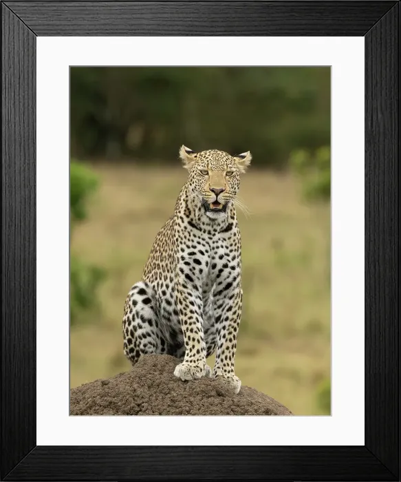 Framed Print : Leopard, Kenya, Africa Framed Print : Leopard, Kenya, Africa