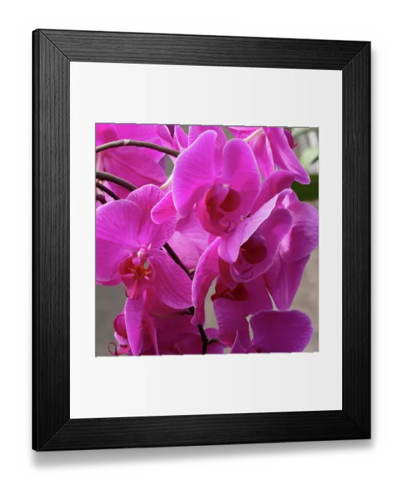 Framed Print : Flower, orchid Framed Print : Flower, orchid