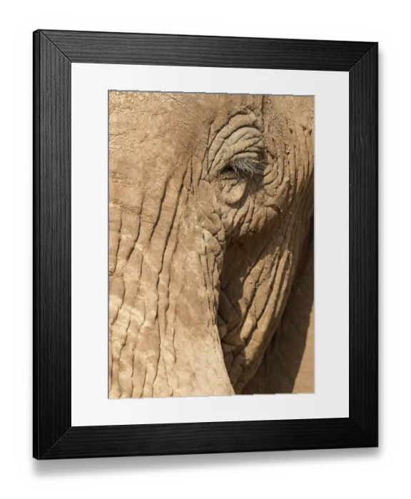 Framed Print : African elephant bull close-up. Samburu Game Reserve, Kenya, East Africa Framed Print : African elephant bull close-up. Samburu Game Reserve, Kenya, East Africa