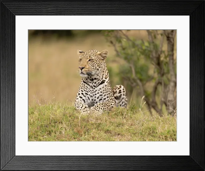 Framed Print : Leopard, Kenya, Africa Framed Print : Leopard, Kenya, Africa