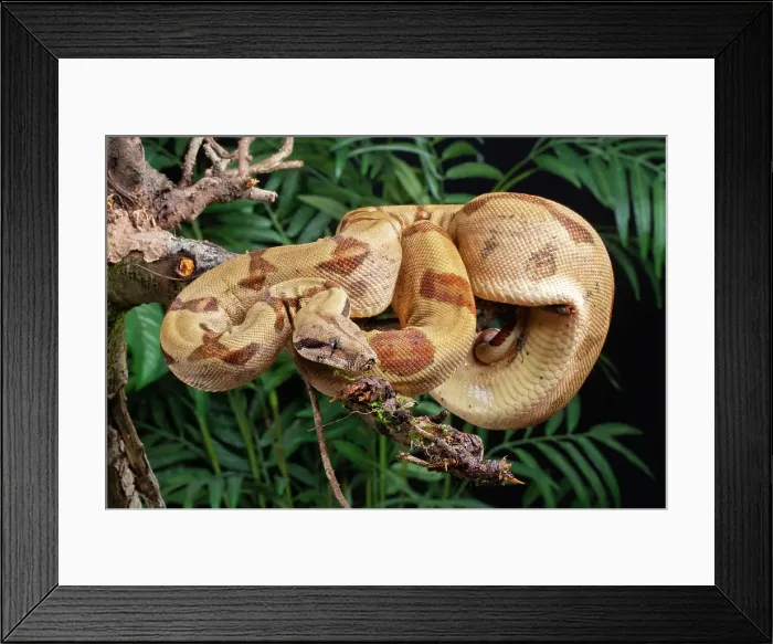 Framed Print : Boa constrictor climbing in a tree, Arenal Volcano, Costa Rica, South America Framed Print : Boa constrictor climbing in a tree, Arenal Volcano, Costa Rica, South America