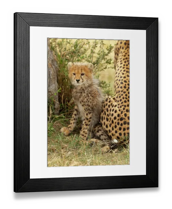 Framed Print : Cheetah cub, 4-5 mmonth old, Masai Mara Game Reserve, Kenya, East Africa
