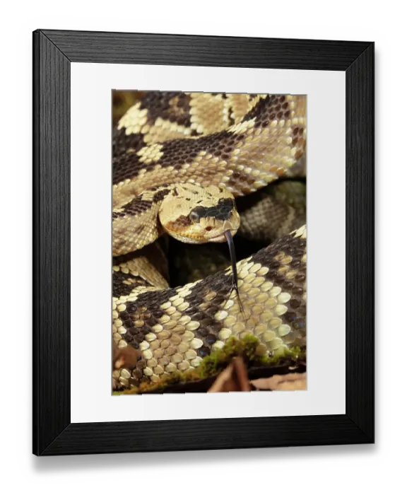 Framed Print : Black-tailed rattlesnake, Native to Southwest Arizona, USA Framed Print : Black-tailed rattlesnake, Native to Southwest Arizona, USA