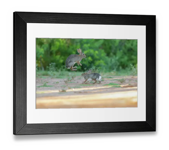 Framed Print : Desert cottontail, South Texas Framed Print : Desert cottontail, South Texas