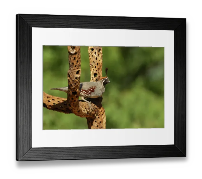 Framed Print : Gambels quail, Arizona, USA Framed Print : Gambels quail, Arizona, USA