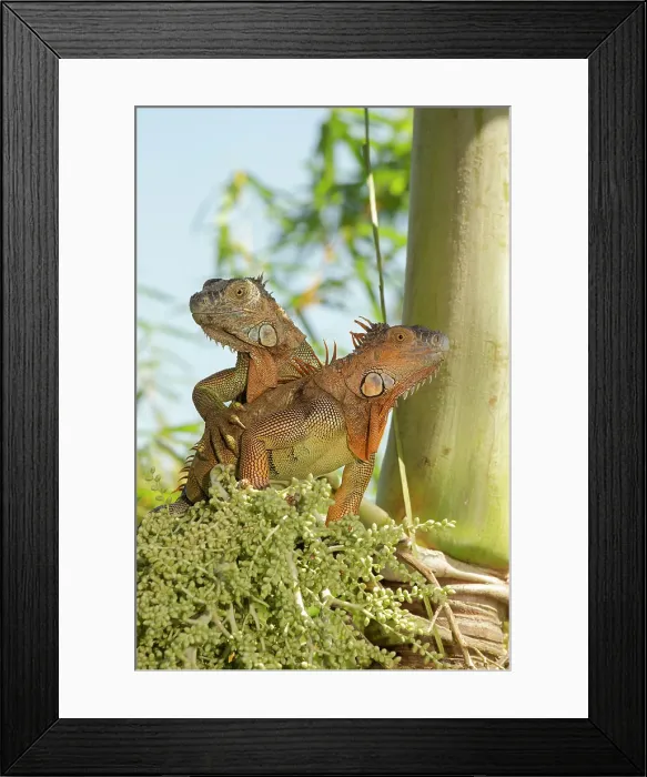 Framed Print : Green iguana, Costa Rica, Central America Framed Print : Green iguana, Costa Rica, Central America