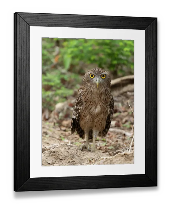 Framed Print : Brown fish owl, Sri Lanka, South Asia Framed Print : Brown fish owl, Sri Lanka, South Asia