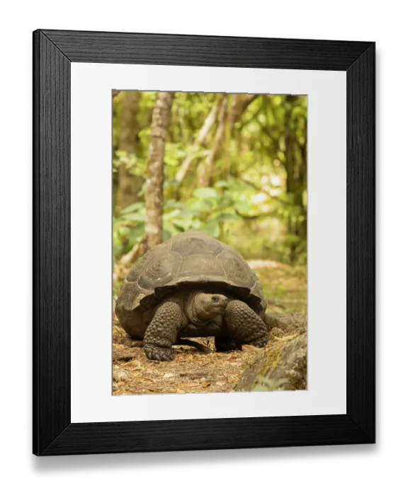 Framed Print : Galapagos giant tortoise, Galapagos Islands, Ecuador, South America Framed Print : Galapagos giant tortoise, Galapagos Islands, Ecuador, South America