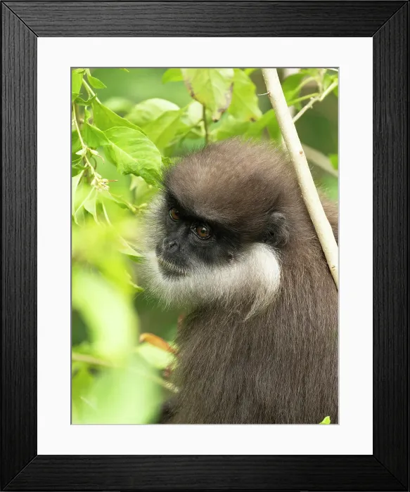 Framed Print : Purple-faced langur, aka purple-faced leaf monkey, Sri Lanka, South Asia Framed Print : Purple-faced langur, aka purple-faced leaf monkey, Sri Lanka, South Asia
