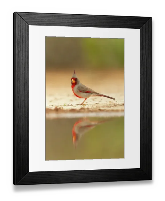 Framed Print : Pyrrhuloxia, Santa Clara Ranch, southern Texas, USA Framed Print : Pyrrhuloxia, Santa Clara Ranch, southern Texas, USA