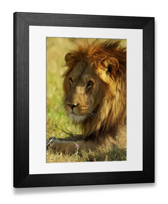 Framed Print : Lion resting, Mara Triangle, Masai Mara Game Reserve, Kenya, Africa
