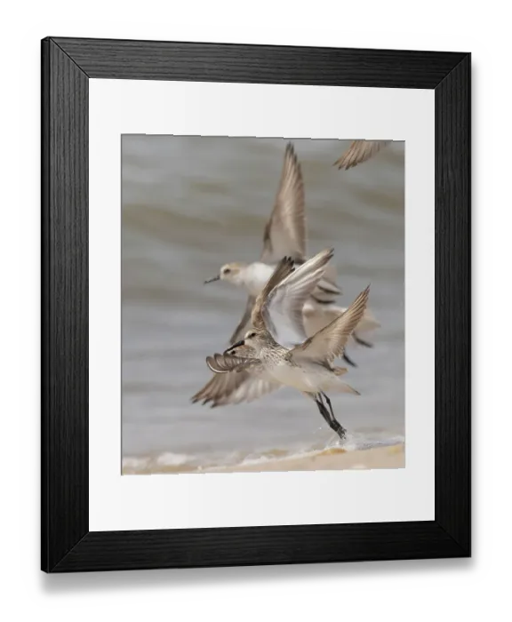Framed Print : Semipalmated sandpiper, New Jersey, USA, North America Framed Print : Semipalmated sandpiper, New Jersey, USA, North America