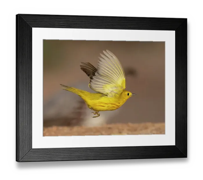 Framed Print : Yellow warbler, Arizona, USA