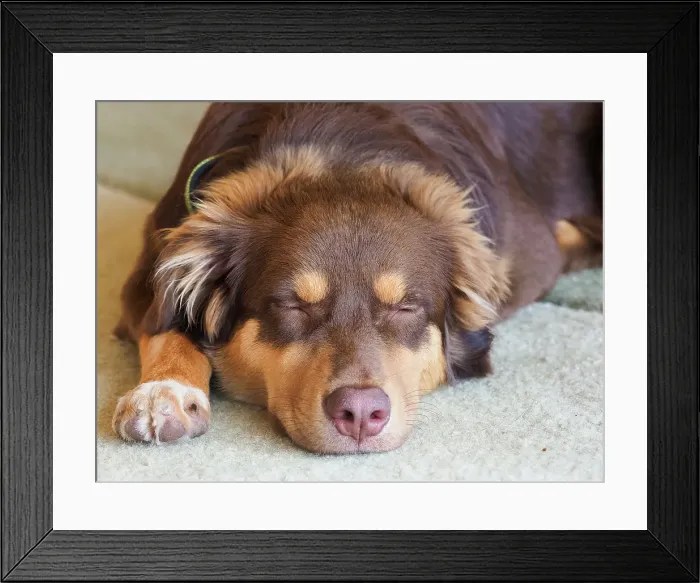 Framed Print : Australian Shepherd dog sleeping, close-up