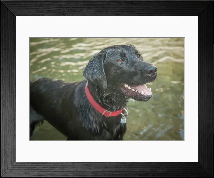 Framed Print : Black Labrador dog portrait in the water Framed Print : Black Labrador dog portrait in the water