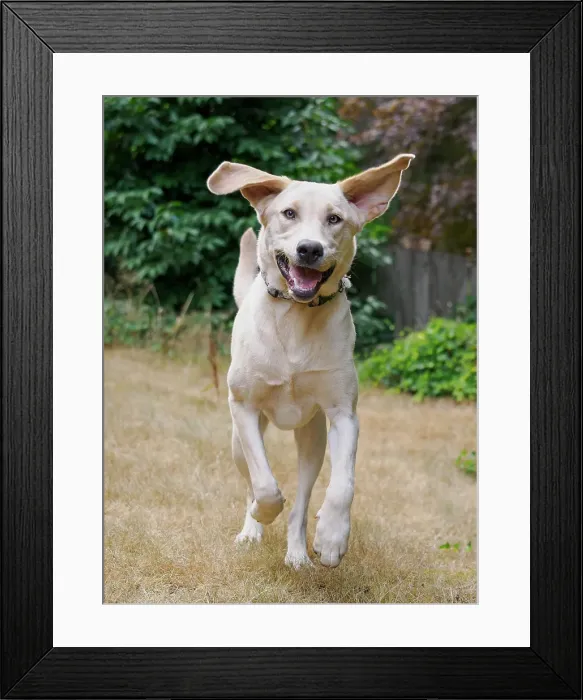 Framed Print : Yellow Labrador dog running toward camera
