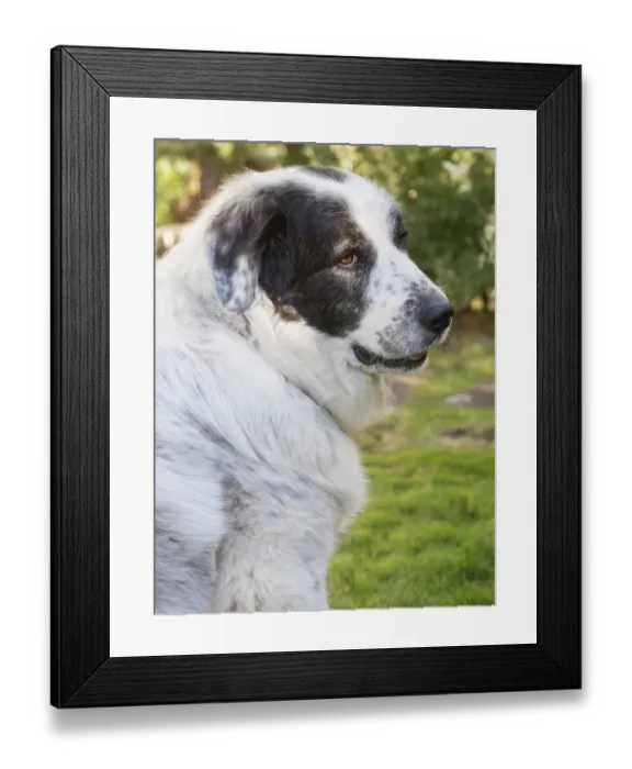 Framed Print : Newfoundland dog portrait Framed Print : Newfoundland dog portrait