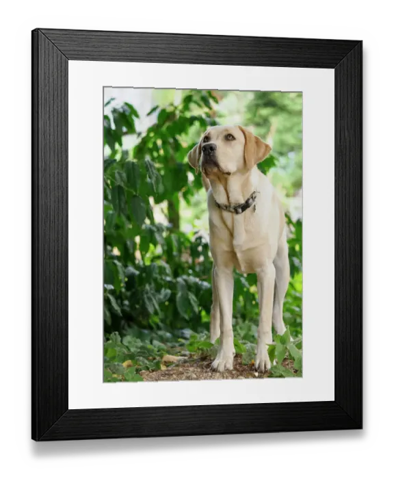 Framed Print : Yellow Labrador dog outdoors looking alertly at something