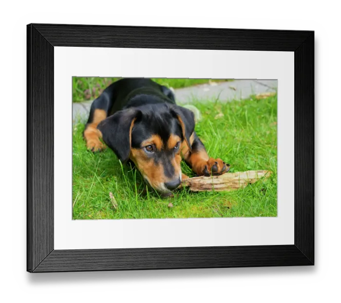 Framed Print : Dachshund mix puppy in grass Framed Print : Dachshund mix puppy in grass
