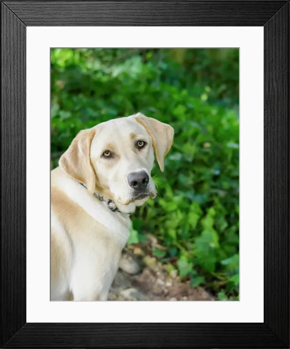 Framed Print : Yellow Labrador dog portrait outdoors