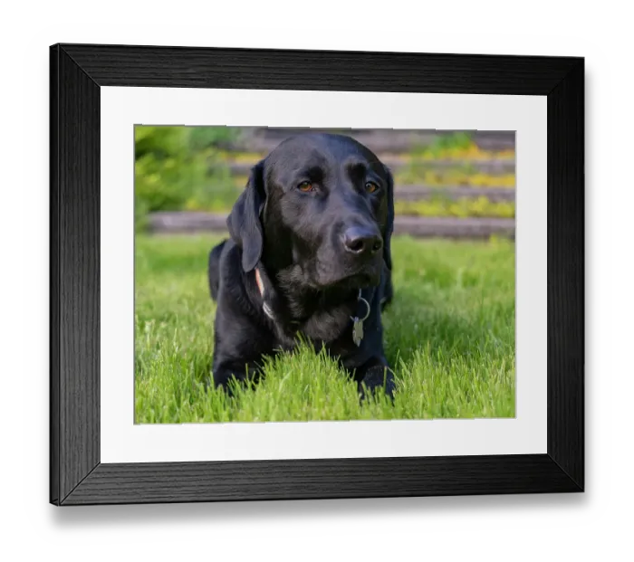 Framed Print : Black Labrador dog portrait outdoors Framed Print : Black Labrador dog portrait outdoors