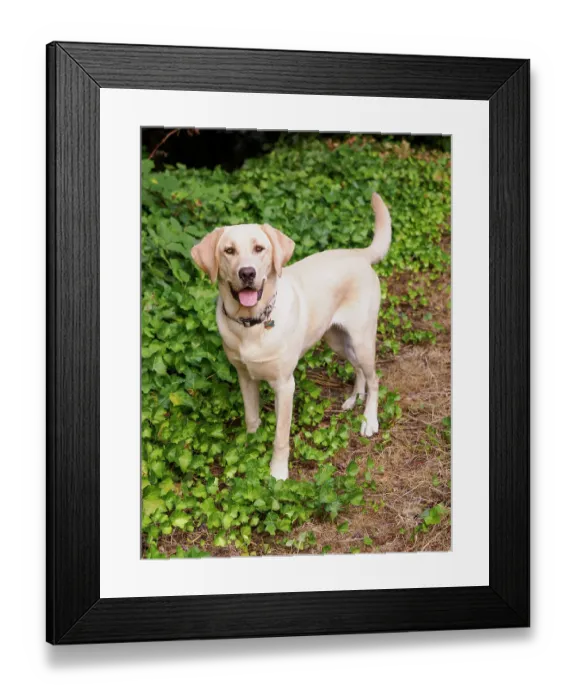 Framed Print : Yellow Labrador dog portrait outdoors Framed Print : Yellow Labrador dog portrait outdoors