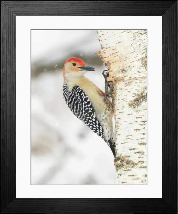 Framed Print : Red-bellied woodpecker, Pennsylvania, USA Framed Print : Red-bellied woodpecker, Pennsylvania, USA