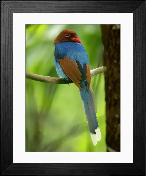 Framed Print : Sri Lanka blue magpie, Sri Lanka, South Asia Framed Print : Sri Lanka blue magpie, Sri Lanka, South Asia