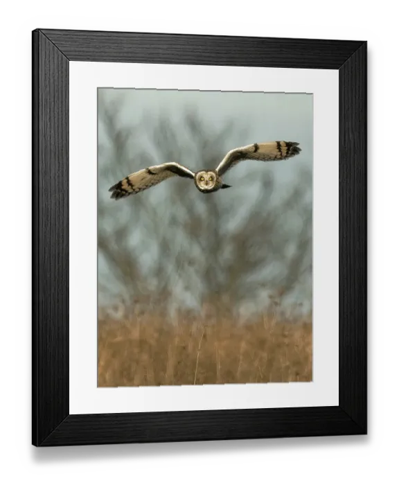 Framed Print : Short-eared owl flying, New Jersey, USA Framed Print : Short-eared owl flying, New Jersey, USA
