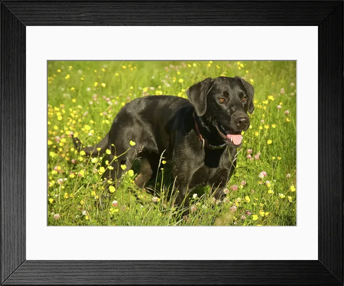 Framed Print : Black Labrador dog portrait in grass and yellow flowers