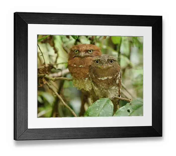Framed Print : Sri Lanka frogmouth, Sri Lanka, South Asia Framed Print : Sri Lanka frogmouth, Sri Lanka, South Asia