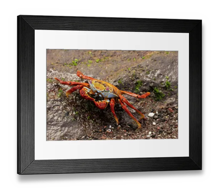 Framed Print : Sally lightfoot Crab, Galapagos Islands, South America Framed Print : Sally lightfoot Crab, Galapagos Islands, South America