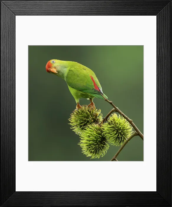 Framed Print : Sri Lanka hanging parrot, Sri Lanka, South Asia Framed Print : Sri Lanka hanging parrot, Sri Lanka, South Asia