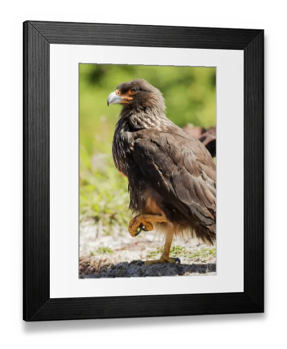 Framed Print : Striated caracara adult resting with one foot up, Carcass Island, Falkland Islands, South Atlantic Framed Print : Striated caracara adult resting with one foot up, Carcass Island, Falkland Islands, South Atlantic